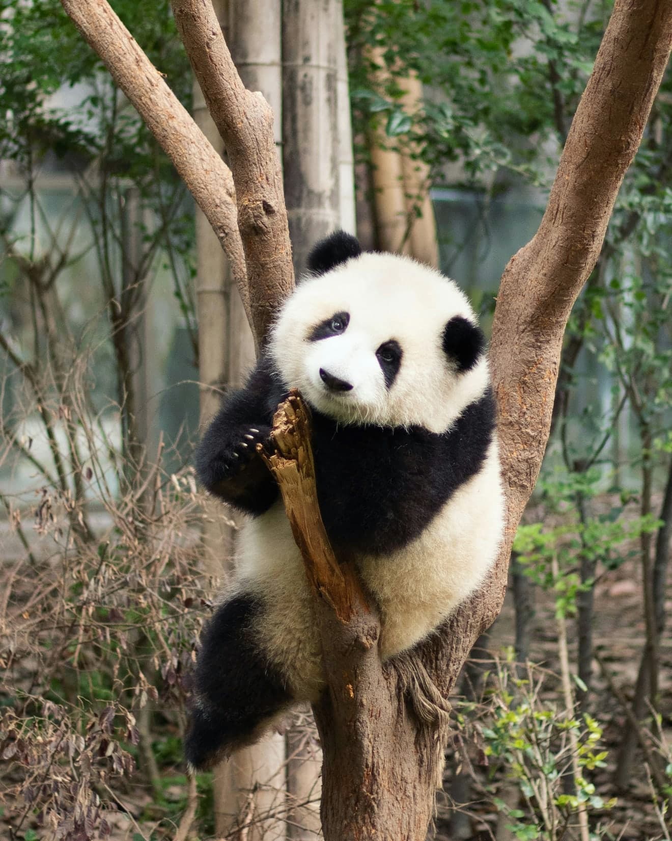 Chengdu destination highlight