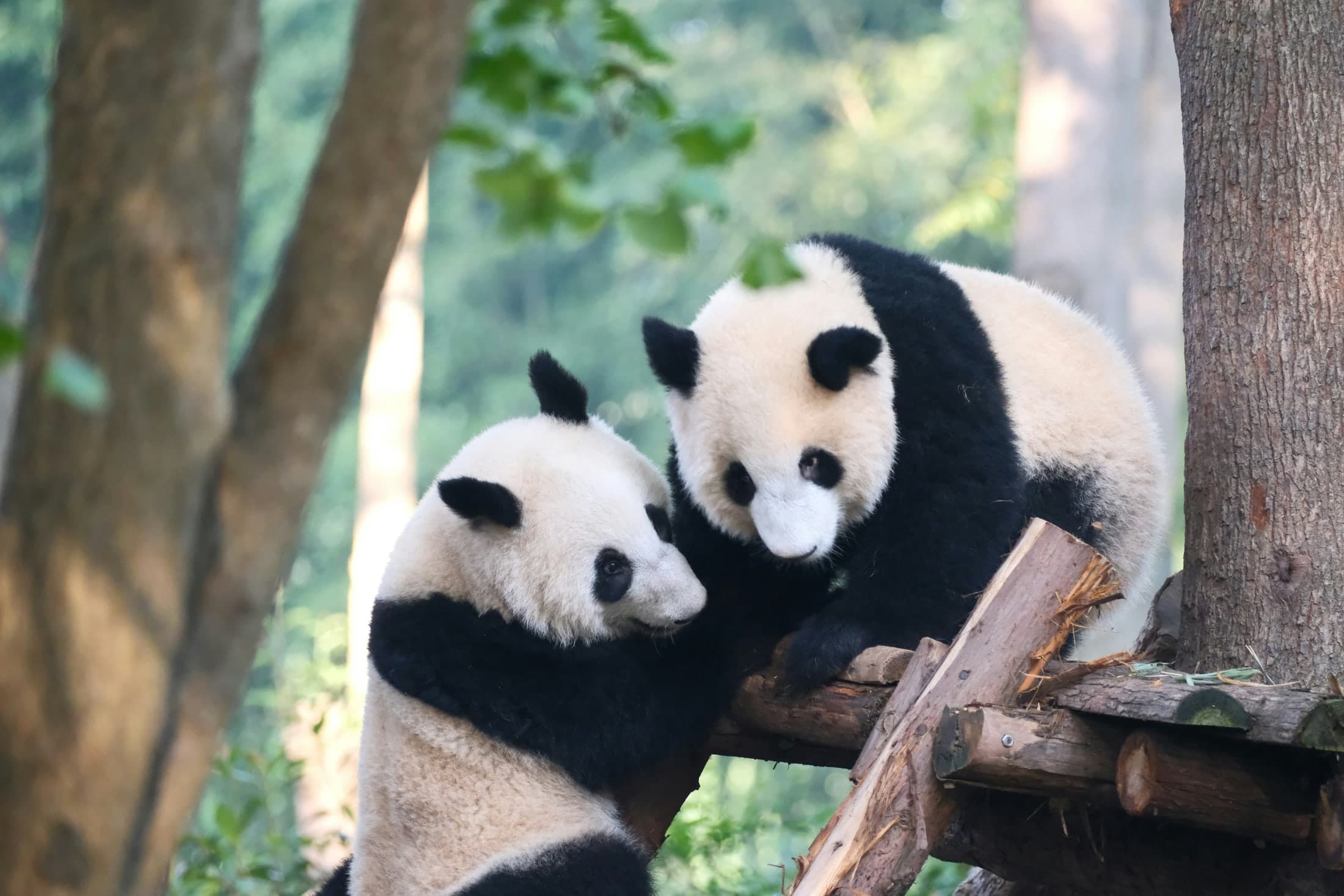 Chengdu gallery view 1